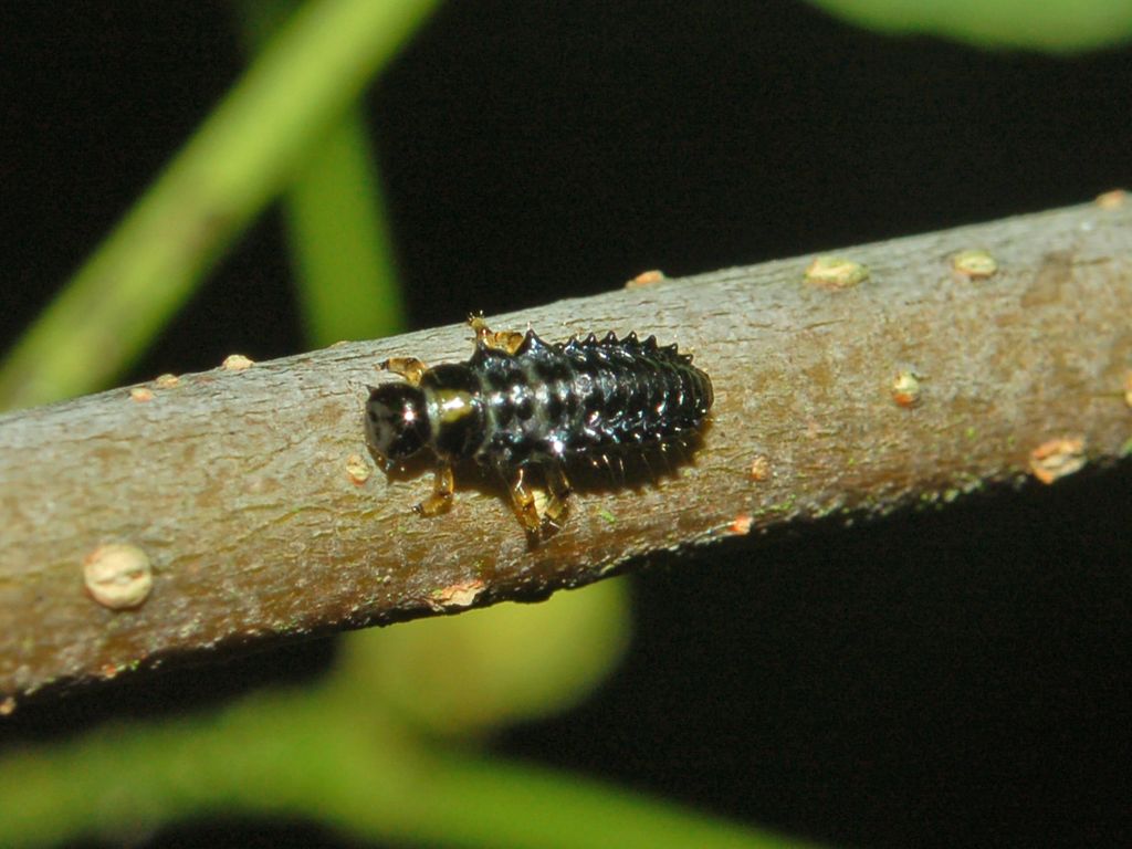 Piccoli coleotteri crescono